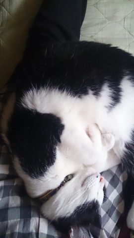 今日は○○○○の日